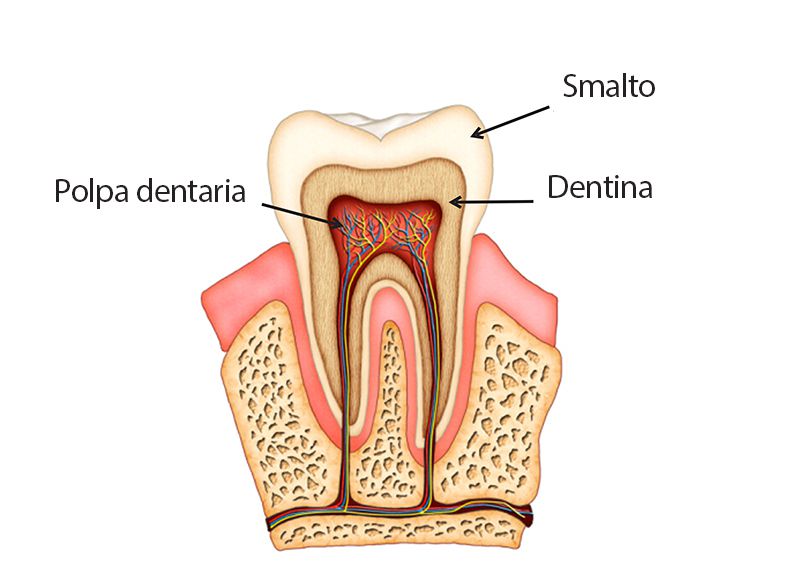 Anatomia dente
